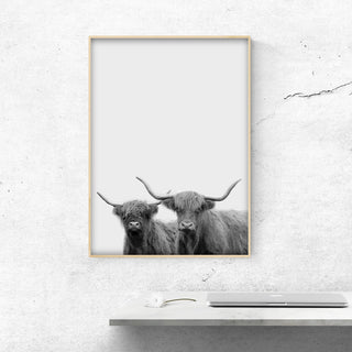Modern Animal Photography Highland Cow Painting