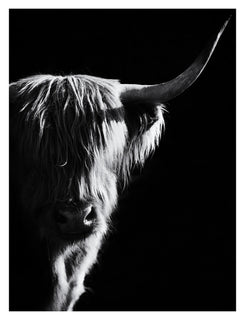 Portrait Highland Cow Wall Art Painting